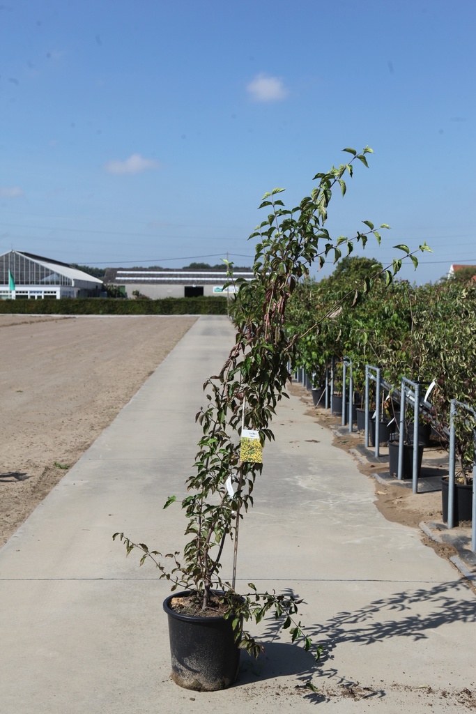 [P] Cornus mas cont. 25L 125/+ cm +ф