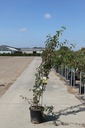 Cornus mas cont. 25L 125/+ cm +p