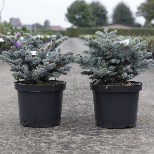 [P] Picea pungens 'Glauca Globosa' cont. 10L 30-40 cm