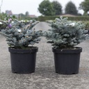Picea pungens 'Glauca Globosa' cont. 10L 30-40 cm