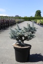 Picea pungens 'Glauca Globosa' cont. 10L 30-40 cm