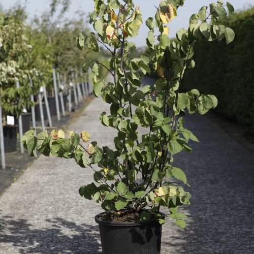 Cercis siliquastrum cont. 25L 125-150 cm +ф