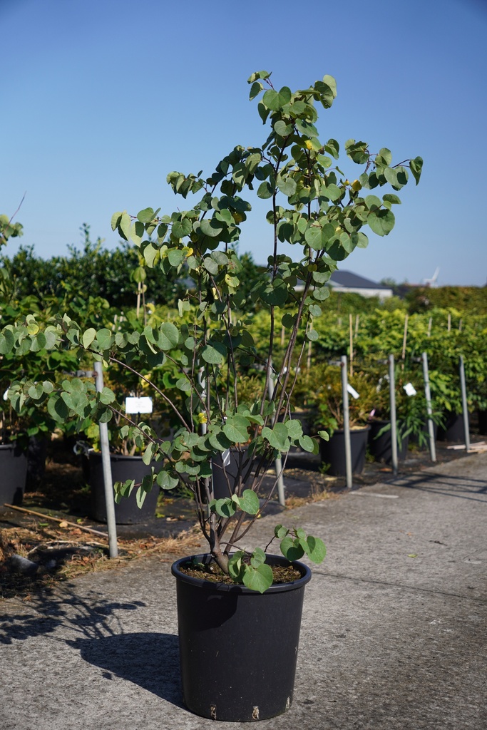 Cercis siliquastrum cont. 25L 125-150 cm +f