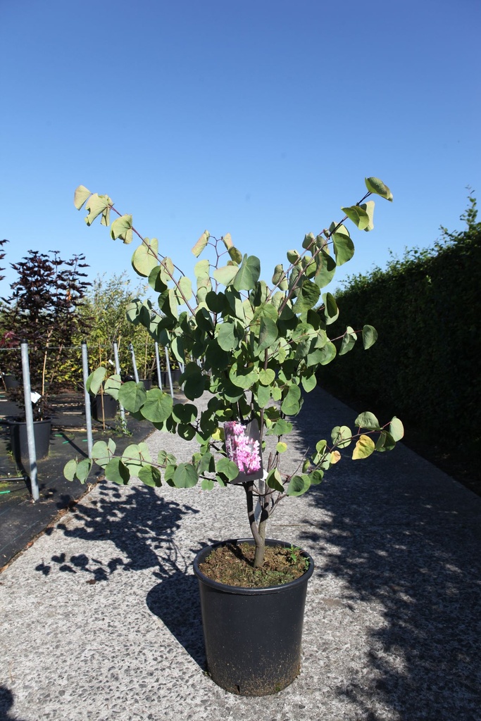 Cercis siliquastrum cont. 25L 125-150 cm +p