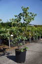 Cercis siliquastrum cont. 25L 125-150 cm +f