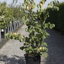 Cercis siliquastrum cont. 25L 125-150 cm +p