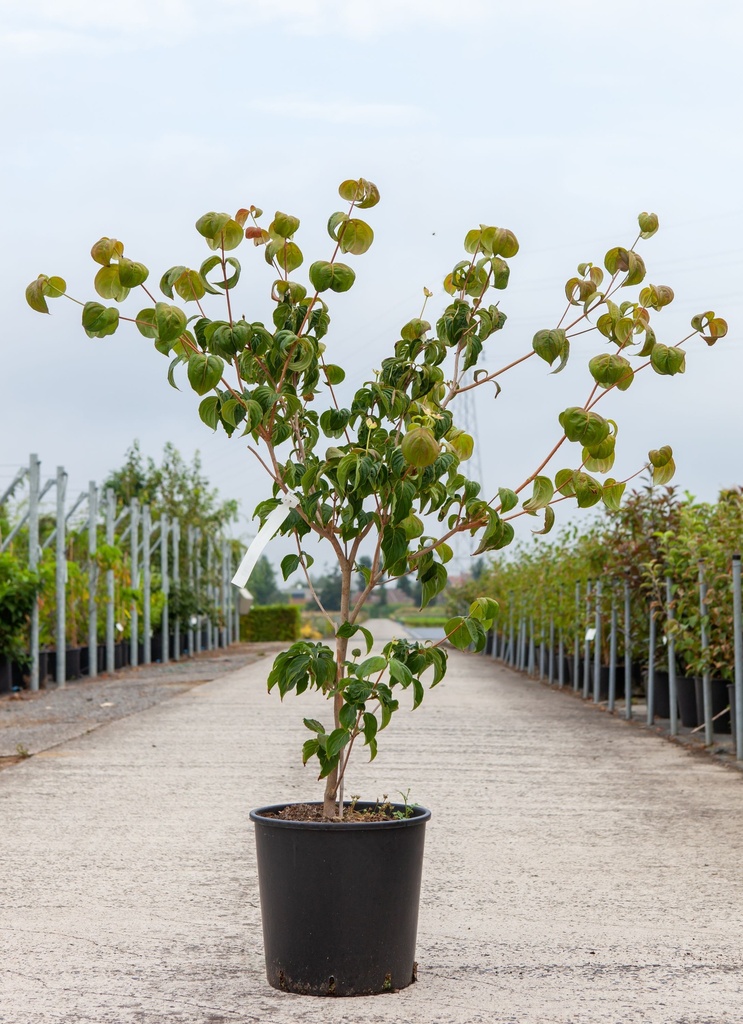 [P] Cornus kousa 'Heart Throb' cont. 18L 125-150 cm (rouge) +p