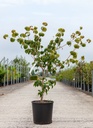 Cornus kousa 'Heart Throb' cont. 18L 125-150 cm (red) +ф