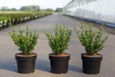 Ilex crenata 'Caroline Upright' cont. 3L 30-40 cm +p