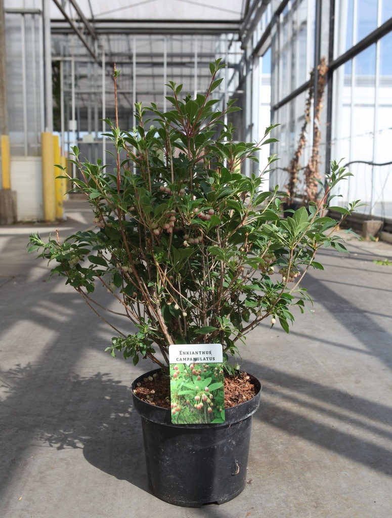 Enkianthus campanulatus cont. 7,5L 60-80 cm +f