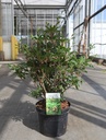 Enkianthus campanulatus cont. 7,5L 60-80 cm +ф