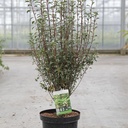 Enkianthus campanulatus cont. 7,5L 60-80 cm +p