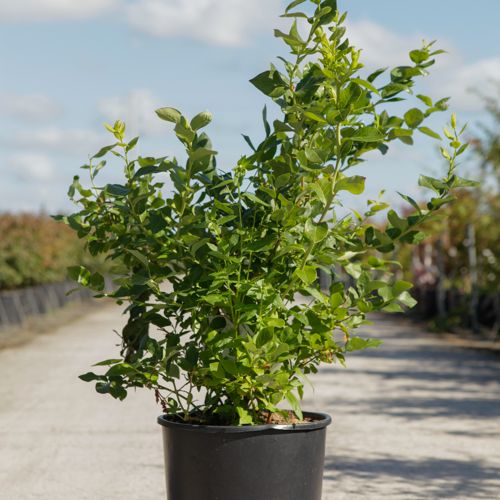 Vaccinium corymbosum 'Goldtraube 71' cont. 18L 80-100 cm +p