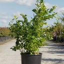 Vaccinium corymbosum 'Goldtraube 71' cont. 18L 80-100 cm +p