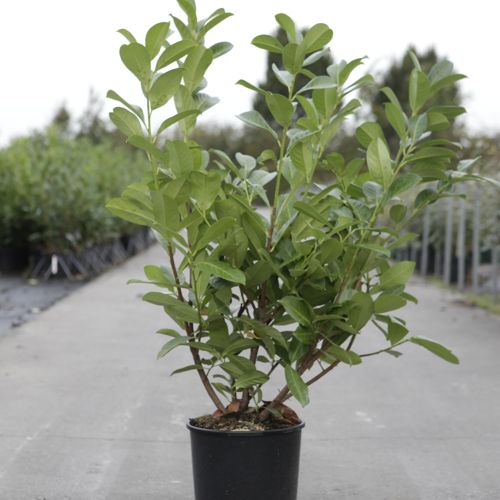 Prunus (L) laurocerasus 'Rotundifolia' cont. 12L 125/+ cm