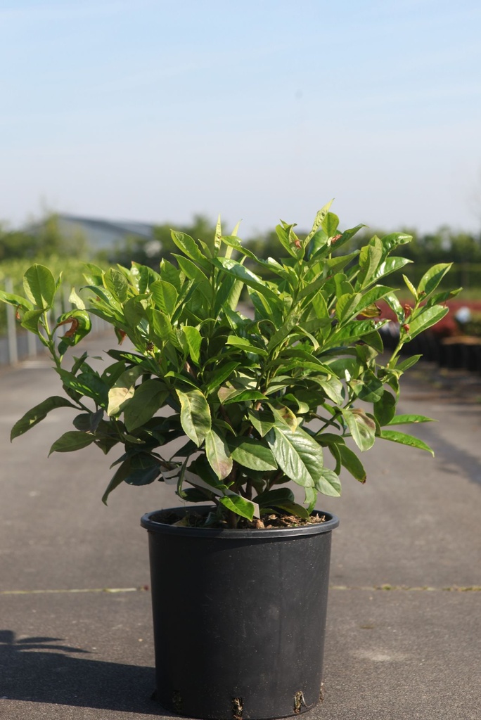 Prunus (L) laurocerasus 'Rotundifolia' cont. 12L 125/+ cm