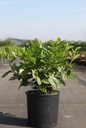 Prunus (L) laurocerasus 'Rotundifolia' cont. 12L 125/+ cm