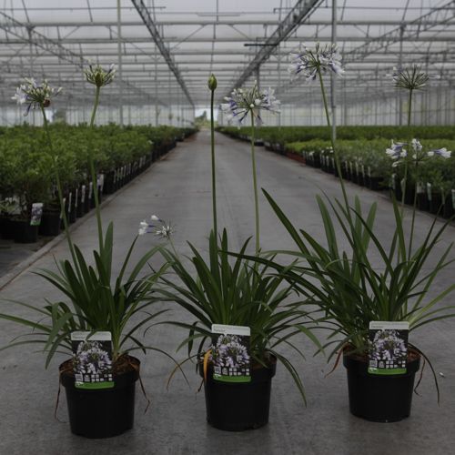 Agapanthus africanus TWISTER (PBR) cont. 3,6L (blue/ white) +p