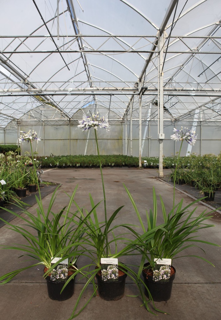 Agapanthus africanus TWISTER (PBR) cont. 3,6L (blue/ white) +p