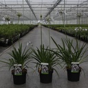 Agapanthus africanus TWISTER (PBR) cont. 3,6L (blau/ weiss) +B