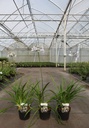 Agapanthus africanus TWISTER (PBR) cont. 3,6L (blau/ weiss) +B