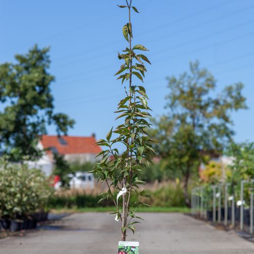 [P] Cornus mas 'Jolico' cont. 7,5L 80-100 cm +p