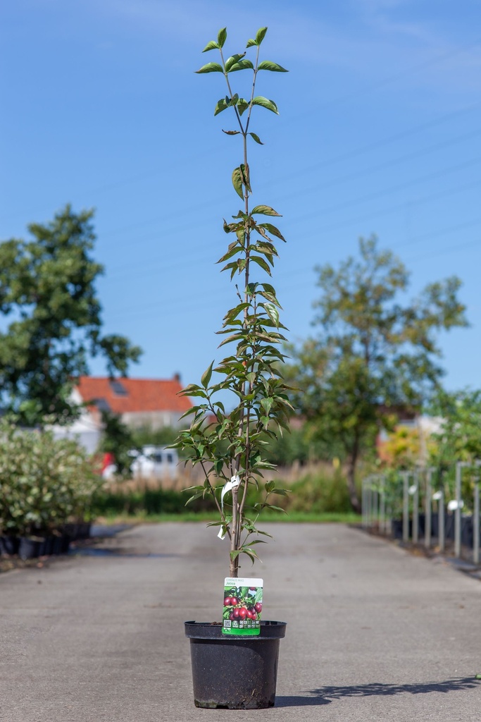 [P] Cornus mas 'Jolico' cont. 7,5L 80-100 cm +p