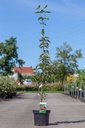 Cornus mas 'Jolico' cont. 7,5L 80-100 cm +ф