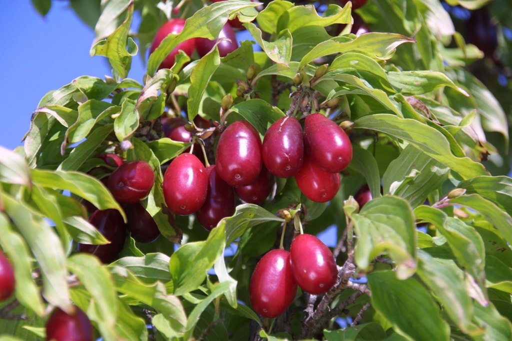 Cornus mas 'Kasanlak' cont. 7,5L 80-100 cm +f