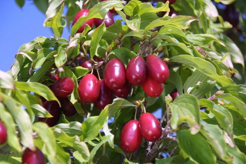 [P] Cornus mas 'Kasanlak' cont. 7,5L 80-100 cm +p
