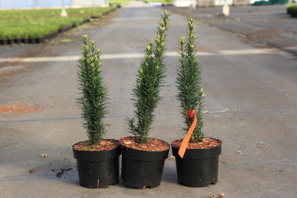 [P] Taxus baccata 'Fastigiata Robusta' cont. 2L 25-30 cm +f
