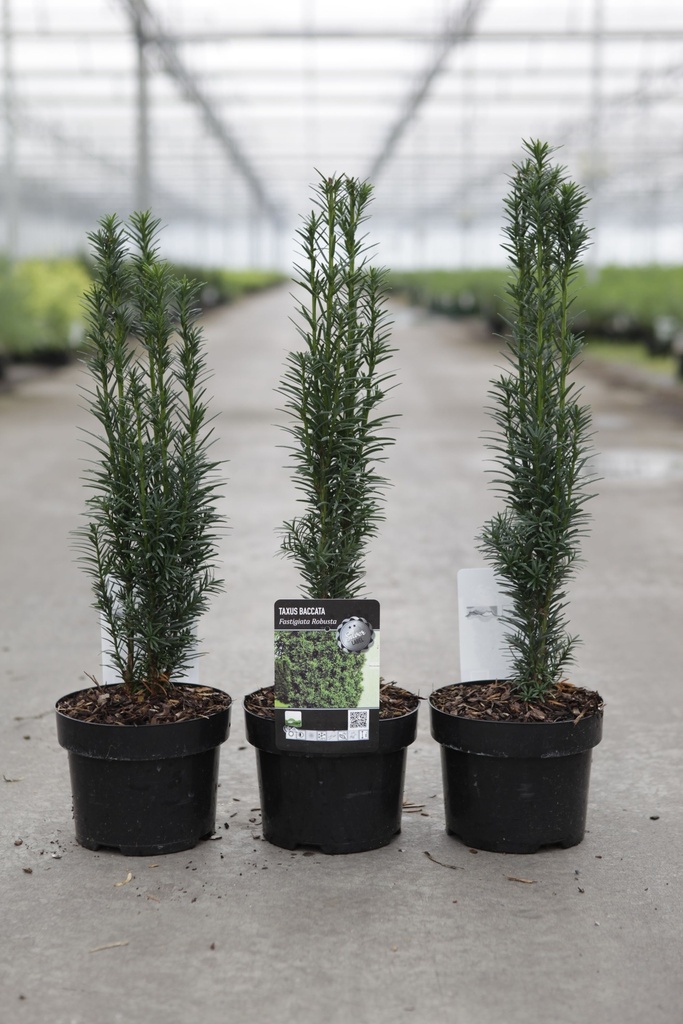 Taxus baccata 'Fastigiata Robusta' cont. 2L 25-30 cm +p