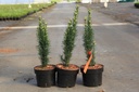 Taxus baccata 'Fastigiata Robusta' Kont. 2L 25-30 cm +B