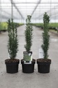 Taxus baccata 'Fastigiata Robusta' cont. 2L 25-30 cm +p