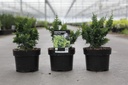 Chamaecyparis pisifera 'Teddy Bear' cont. 2L 25/+ cm +p