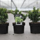 Chamaecyparis pisifera 'Teddy Bear' cont. 2L 25/+ cm +p