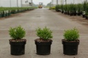 Thujopsis dolabrata 'Nana' cont. 2L 15-20 cm +p