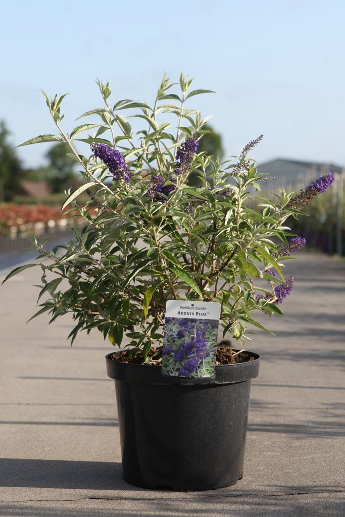 Buddleja davidii ADONIS BLUE (PBR) cont. 10L 60/+ cm +B