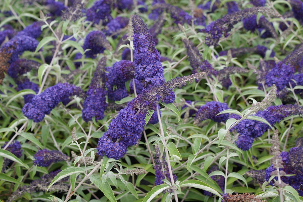 Buddleja davidii ADONIS BLUE (PBR) cont. 10L 60/+ cm +B