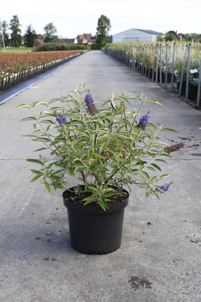 [P] Buddleja davidii ADONIS BLUE (PBR) cont. 10L 60/+ cm +p
