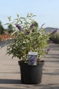 Buddleja davidii ADONIS BLUE (PBR) cont. 10L 60/+ cm +p