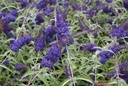 Buddleja davidii ADONIS BLUE (PBR) cont. 10L 60/+ cm +p
