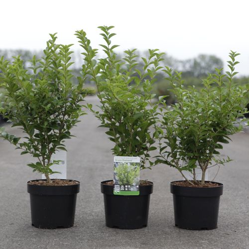 Ligustrum ovalifolium GREEN DIAMOND (PBR) cont. 3,6L 40-50 cm +p