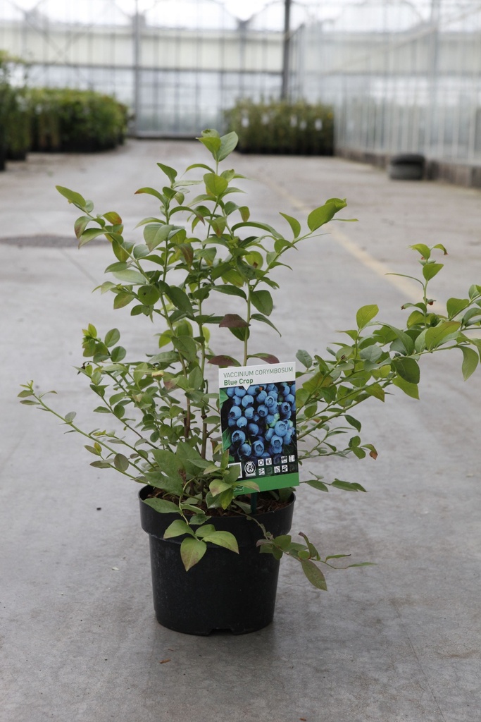 [P] Vaccinium corymbosum 'Bluecrop' cont. 10L 60-80 cm +B