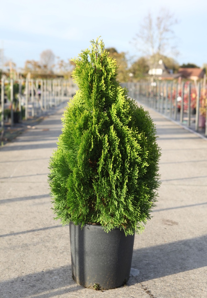 Thuja occidentalis 'Golden Smaragd' cont. 15L 60-80 cm
