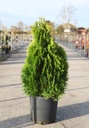 Thuja occidentalis 'Golden Smaragd' cont. 15L 60-80 cm