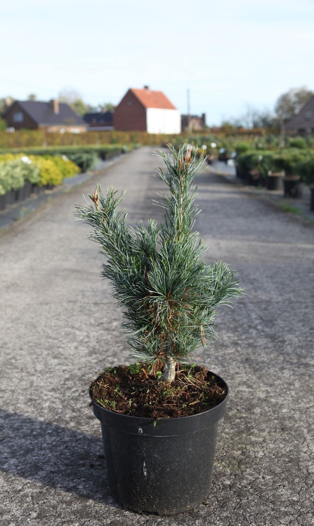 [P] Pinus parviflora 'Glauca' cont. 7,5L 40/+ cm