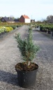 Pinus parviflora 'Glauca' cont. 7,5L 40/+ cm