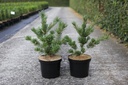 Pinus parviflora 'Glauca' cont. 7,5L 40/+ cm