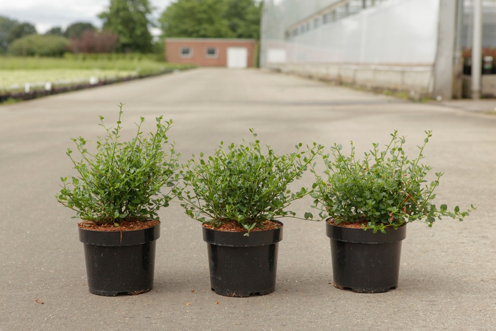 Ceanothus impressus 'Victoria' cont. 3,6L 30-40 cm +p